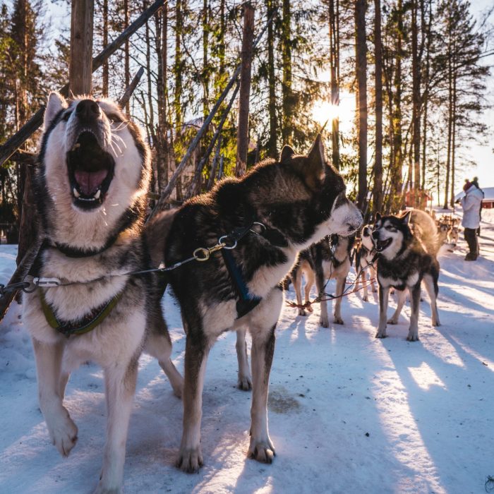 adult-white-and-black-siberian-husky-outdoor-2004393