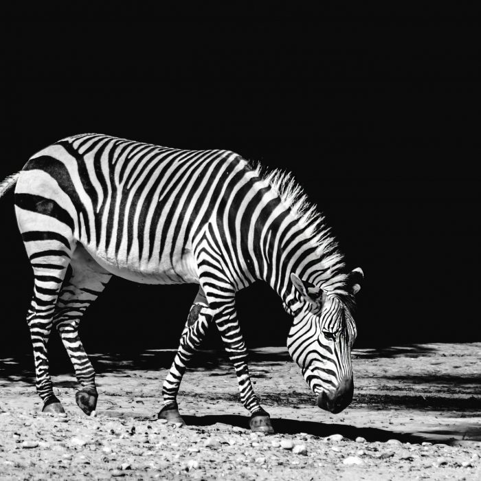 africa-animal-black-and-white-black-and-white-259351