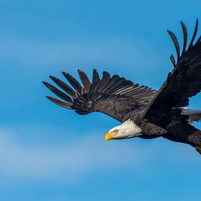 an-eagle-flying-in-the-sky-3250638