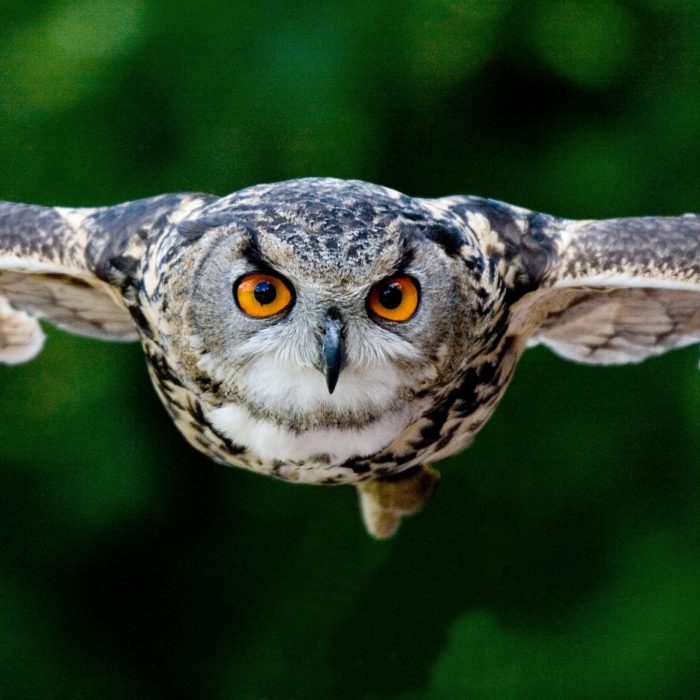 animal-animal-photography-avian-beak-357159