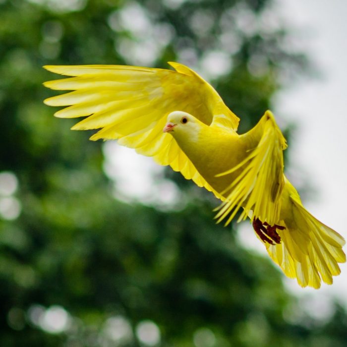 animal-avian-bird-bright-459198
