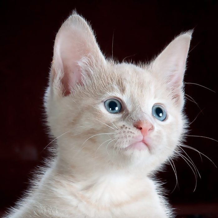 animal-pet-cute-kitten-45201