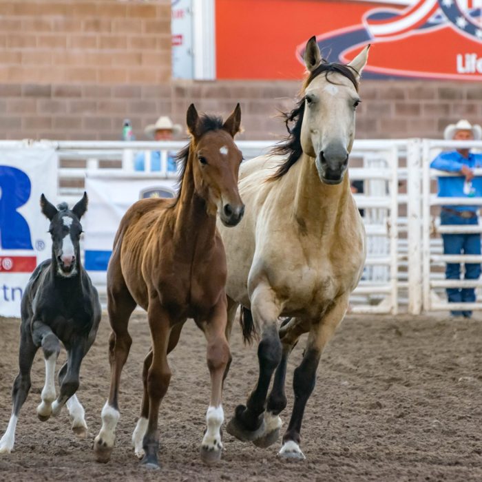 animals-cowboy-equine-foal-159889 (1)