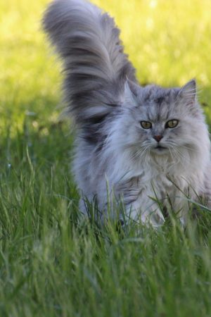 asian-semi-longhair-cat-on-grass-1296660