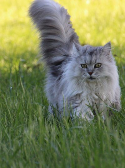 asian-semi-longhair-cat-on-grass-1296660