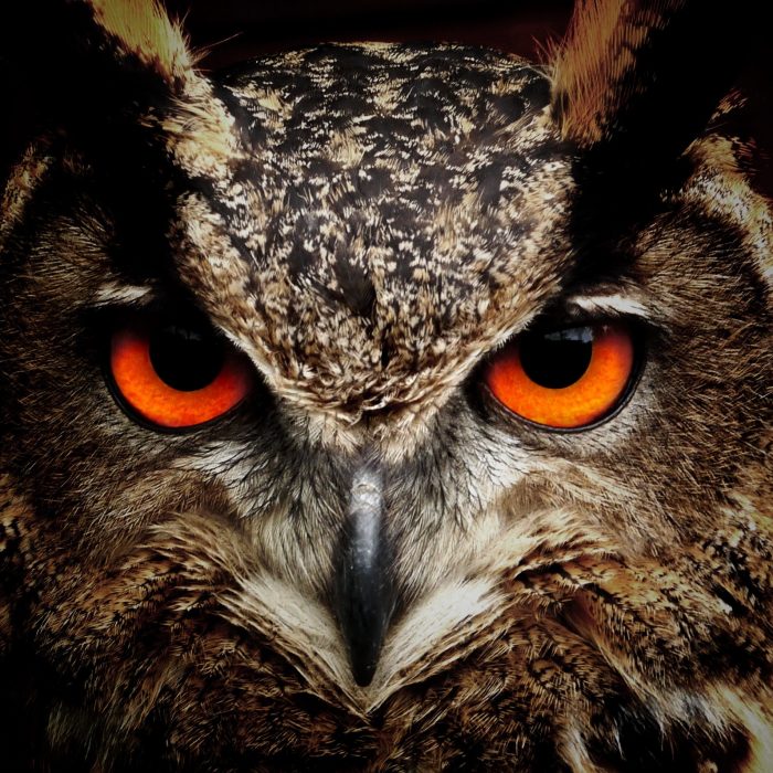 bird-eyes-animals-birds-86596