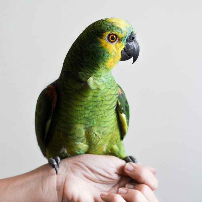 bird-pet-animals-birds-56733