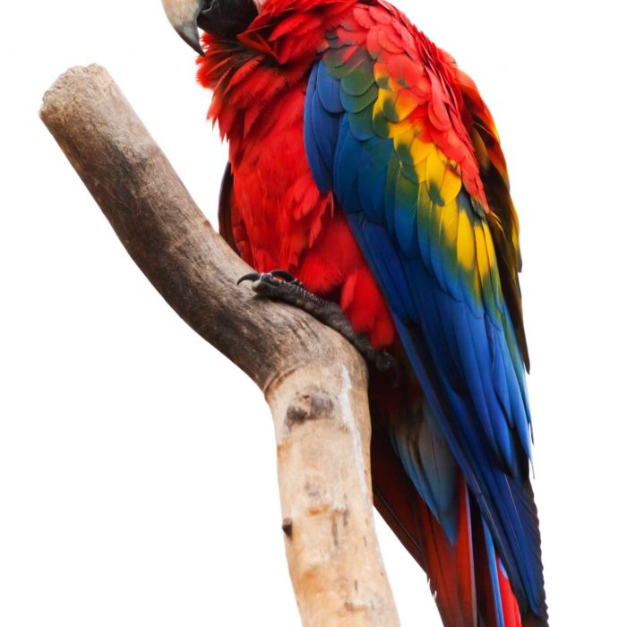 bird-red-animal-colorful-40984