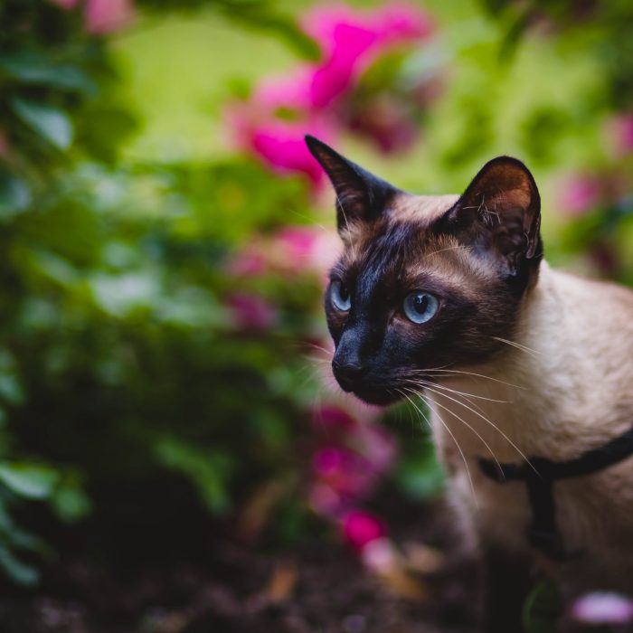 black-and-grey-cat-in-selective-focus-photography-1262940