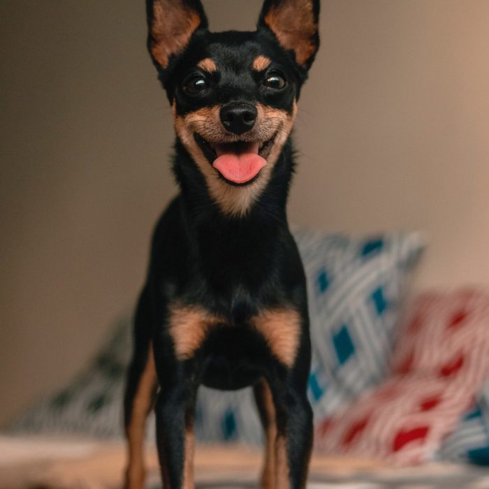 black-and-tan-miniature-pinscher-3785354