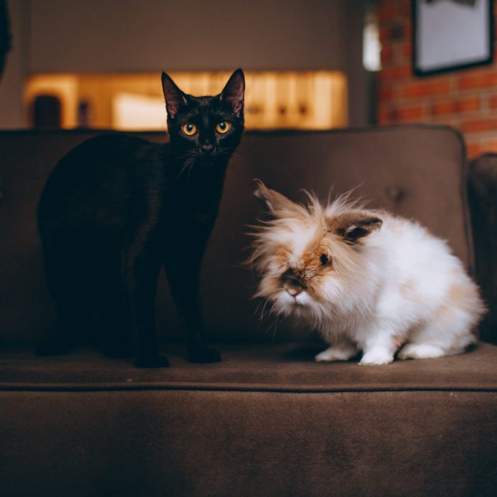 black-cat-on-sofa-1931370