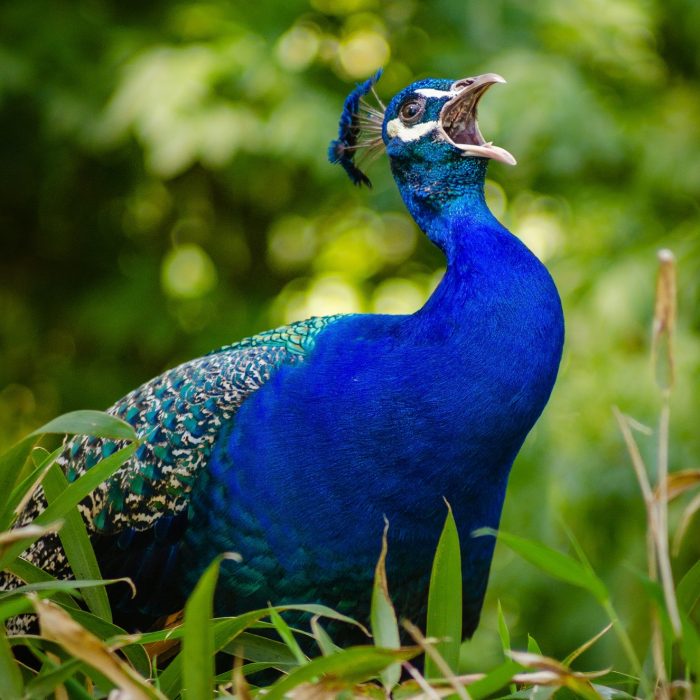blue-and-green-peacock-on-grass-145897