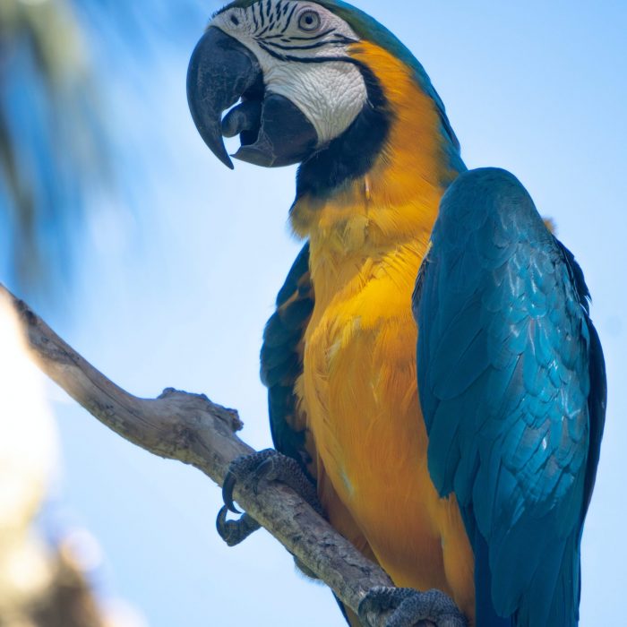 blue-and-yellow-macaw-perched-on-twig-2078772