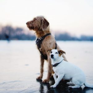 brown-and-white-dogs-sitting-on-field-3568134