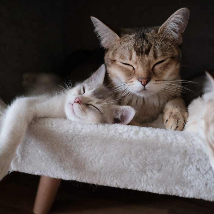 close-up-photo-of-tabby-cats-sleeping-2693561