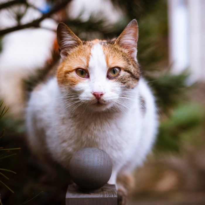 close-up-photo-of-tricolor-cat-722443