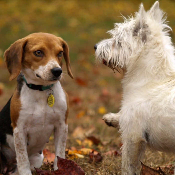 dogs-pets-puppies-animals-38008