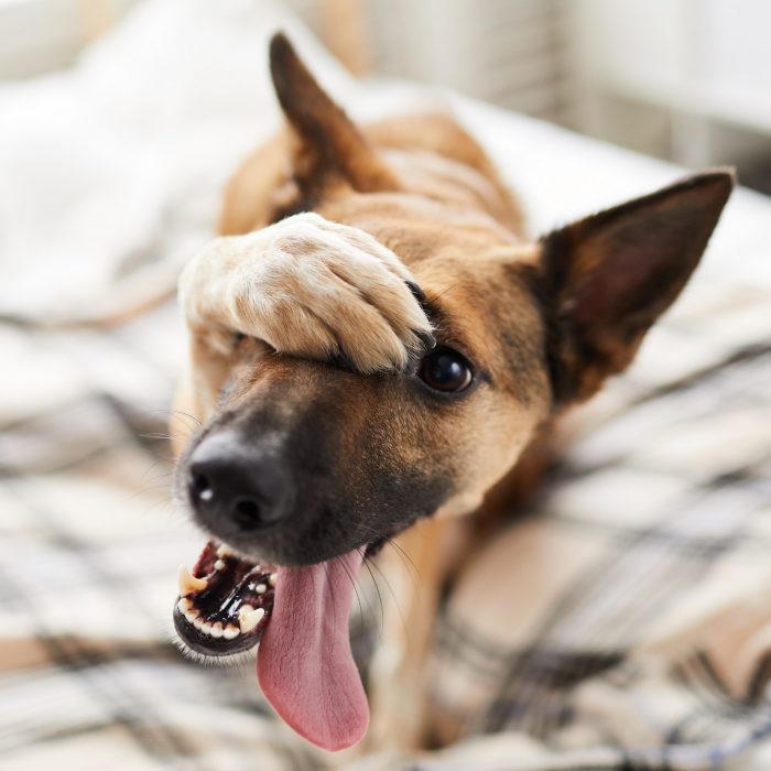 Embarassed Dog on Bed