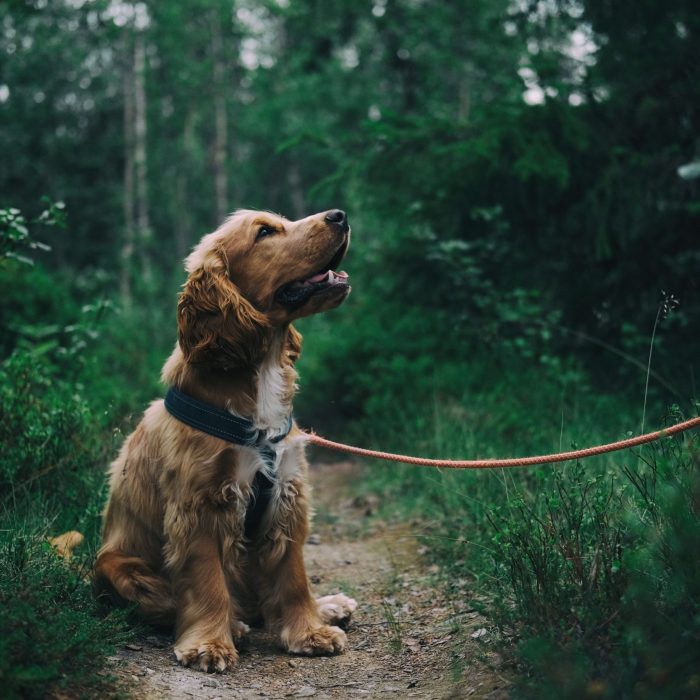 english-cocker-spaniel-puppy-sitting-on-ground-beside-grass-1254140