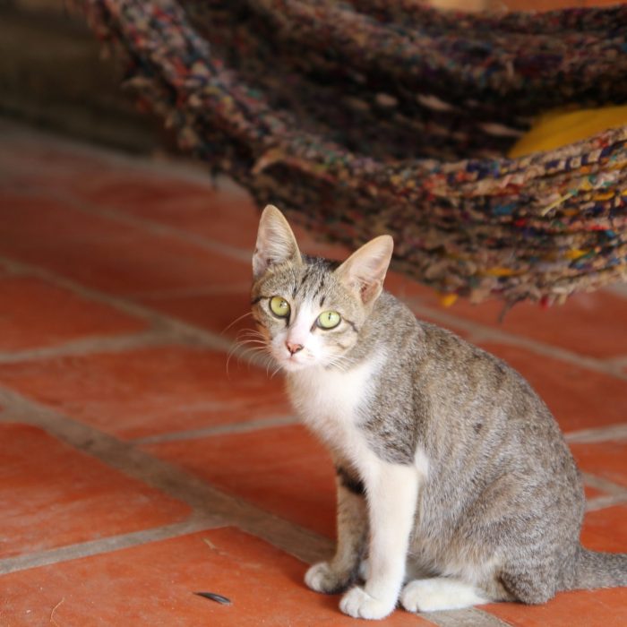 gray-tabby-cat-1049641