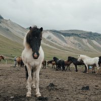 herd-of-horses-2659484