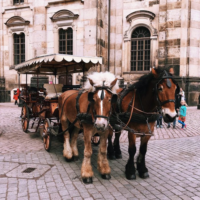 horses-and-buggy-2253623