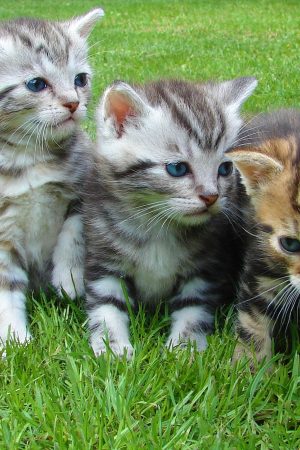 kitten-cat-rush-lucky-cat-45170