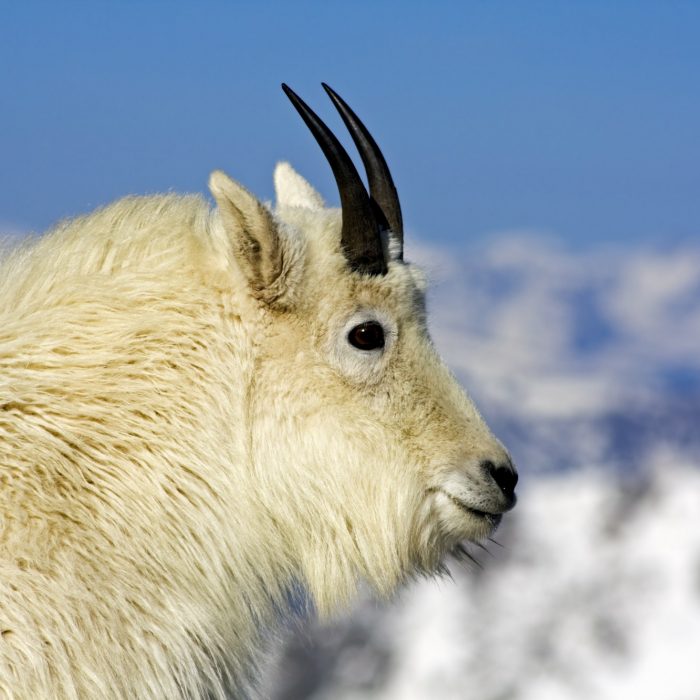 Mountain Goat