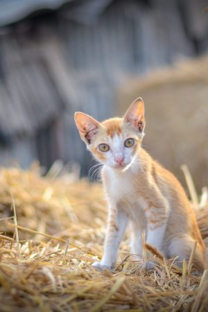 orange-and-white-cat-on-brown-grass-3881666