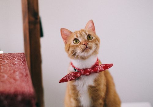 orange-tabby-cat-with-red-handkerchief-sitting-on-white-1741205