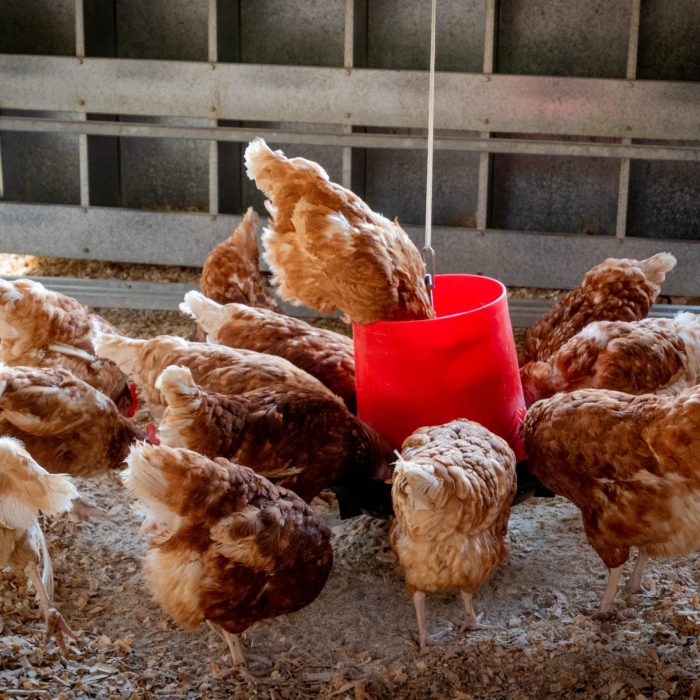 peep-of-brown-chicken-1300375