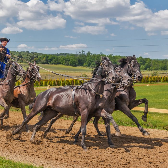 person-in-blue-dress-standing-on-2-horse-following-3-horse-53489
