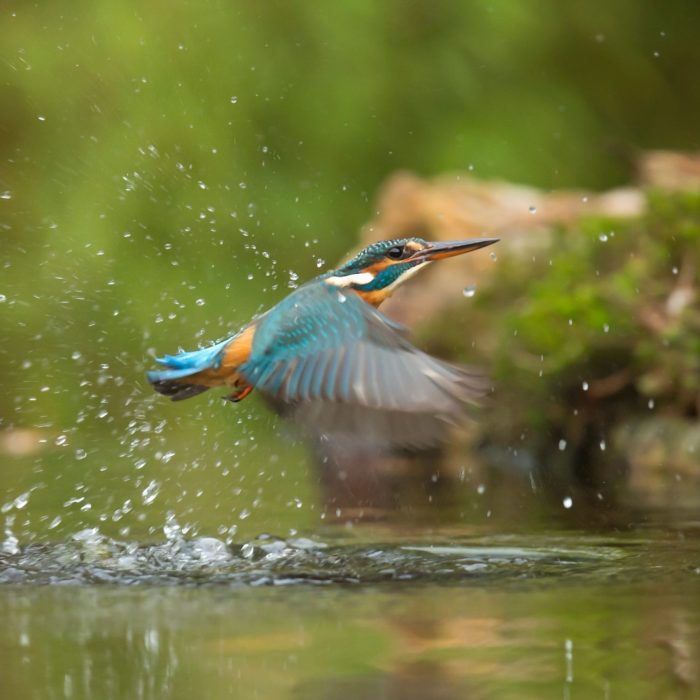 photo-of-common-kingfisher-flying-above-river-733090