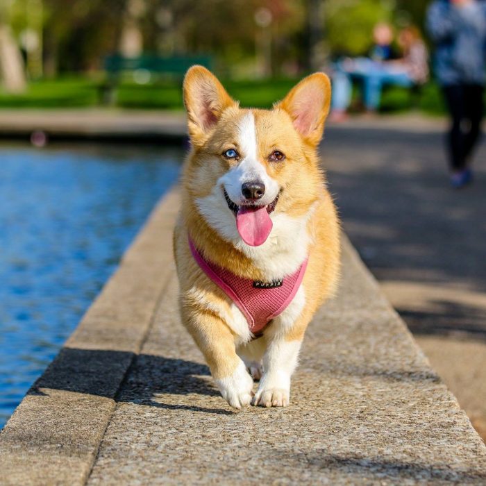 photographer-animal-photography-dog-58997