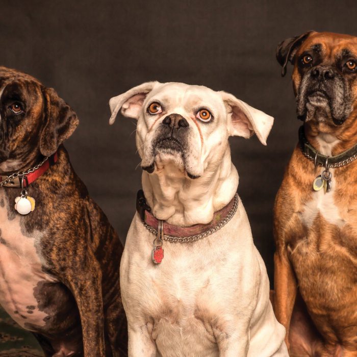 photography-of-three-dogs-looking-up-850602