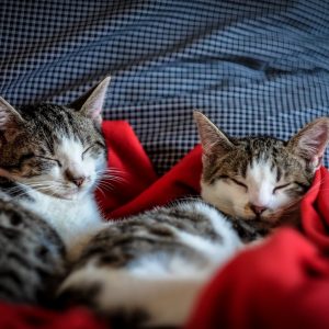 relaxation-relax-cats-cat-96428