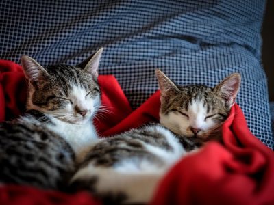 relaxation-relax-cats-cat-96428