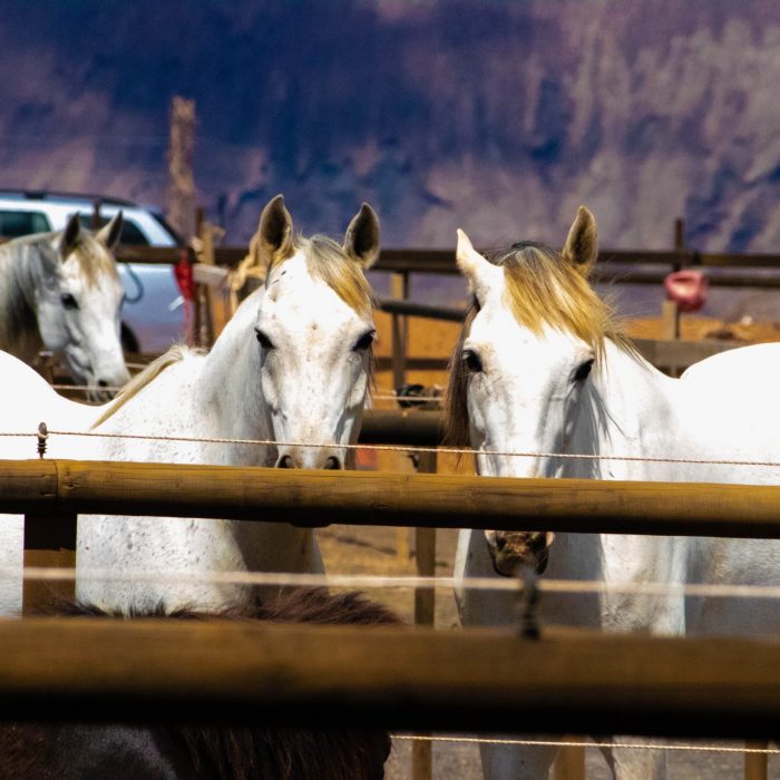 three-white-horses-on-a-barn-1131543