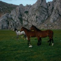 two-brown-horses-and-grey-2458400