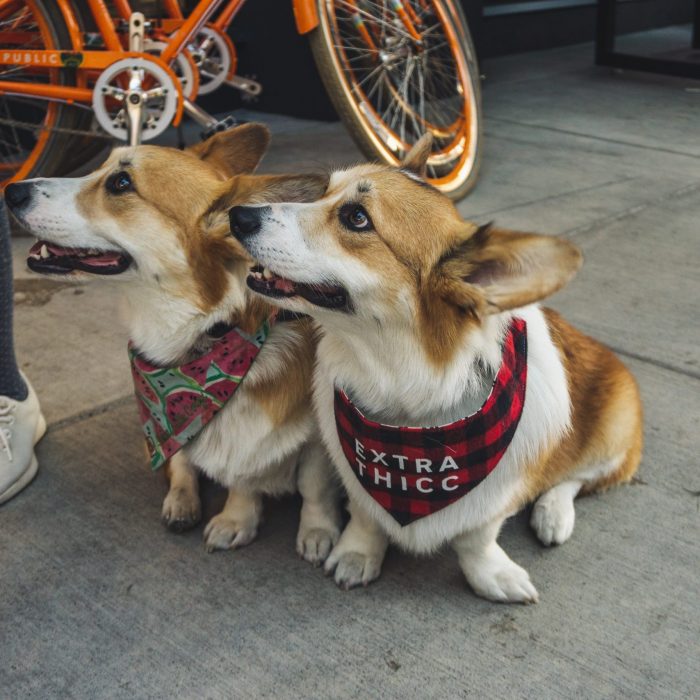 two-corgi-dogs-sitting-on-sidewalk-2853547