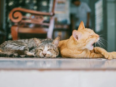 two-orange-and-brown-cats-reclined-on-brown-rug-1386422
