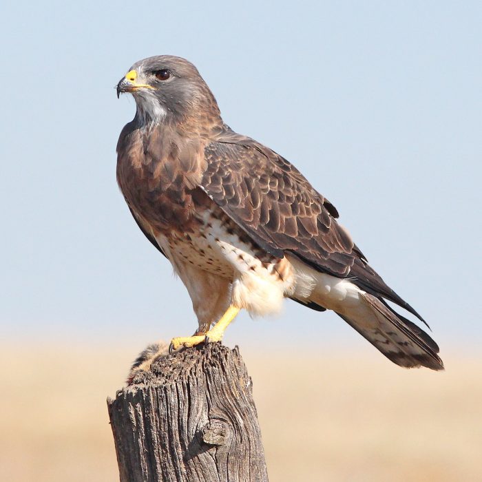 white-and-brown-bird-151511