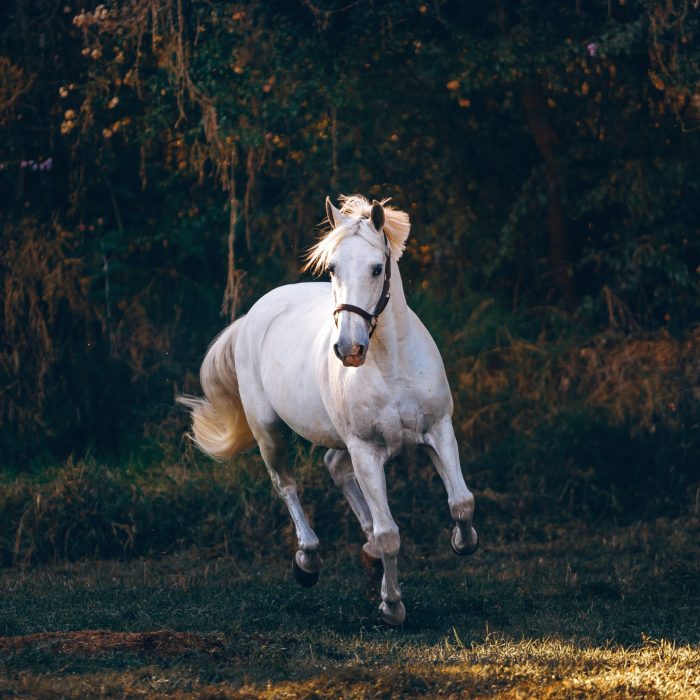 white-horse-running-on-green-field-1996337
