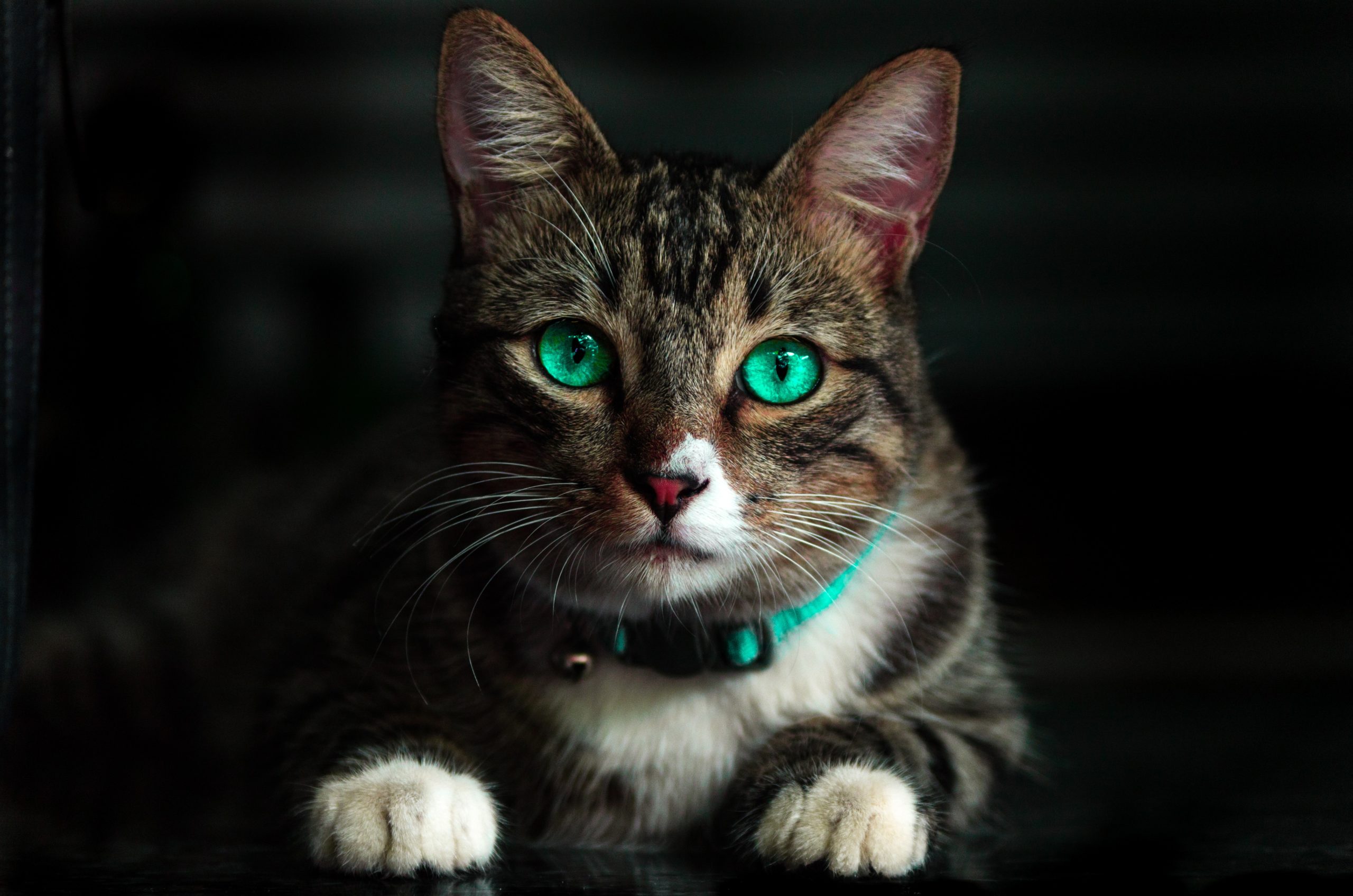 adorable-animal-blur-cat-617278