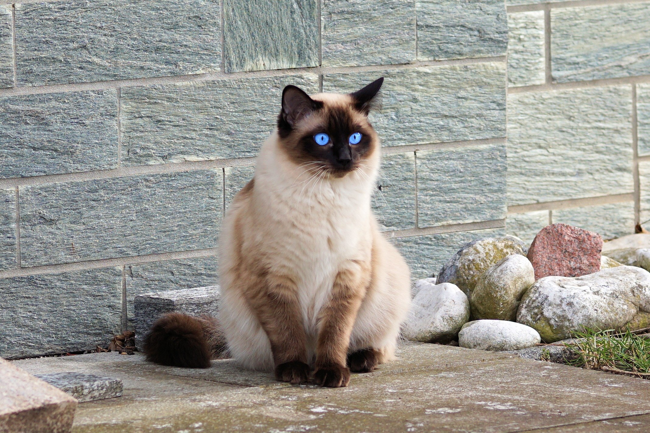 adorable-animal-cat-cat-s-eyes-357141