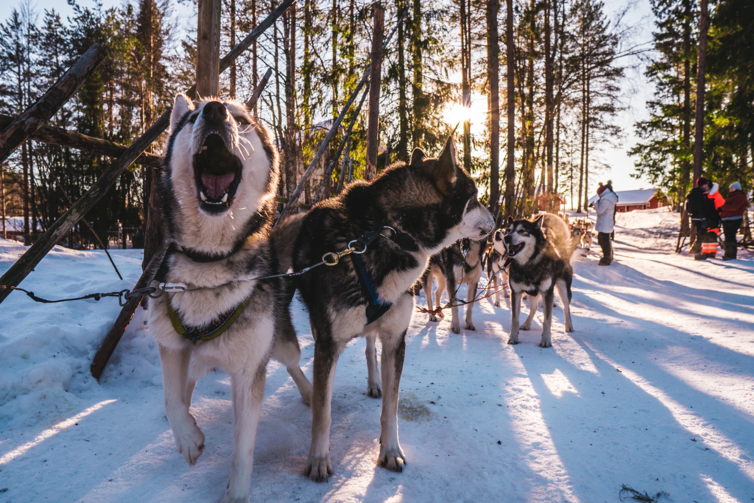 adult-white-and-black-siberian-husky-outdoor-2004393