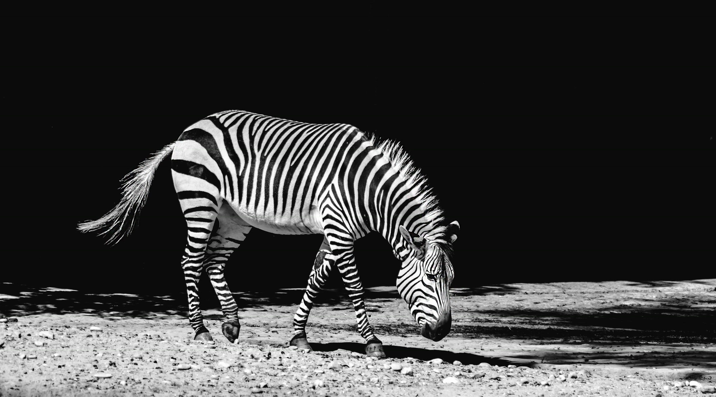 africa-animal-black-and-white-black-and-white-259351