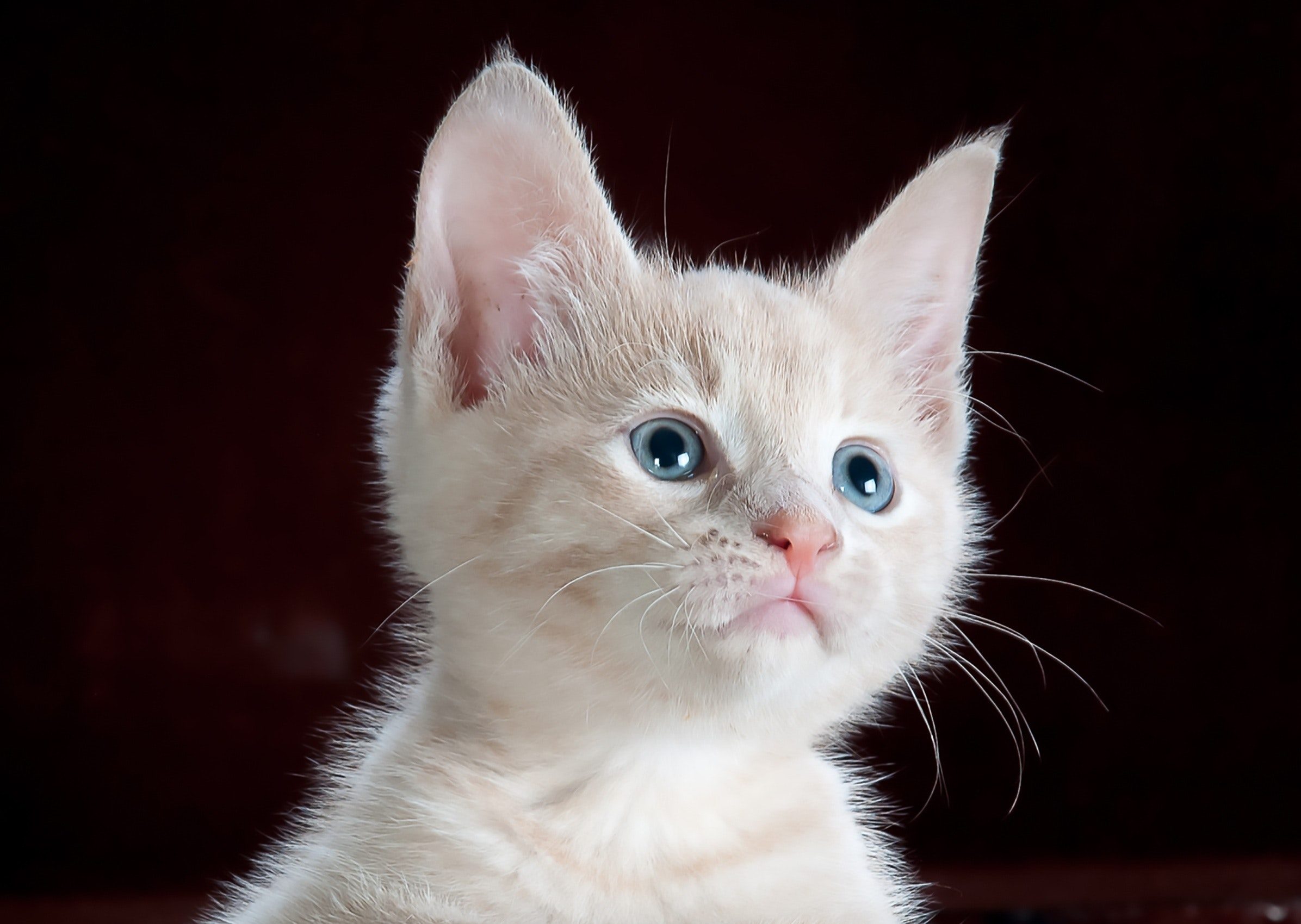 animal-pet-cute-kitten-45201