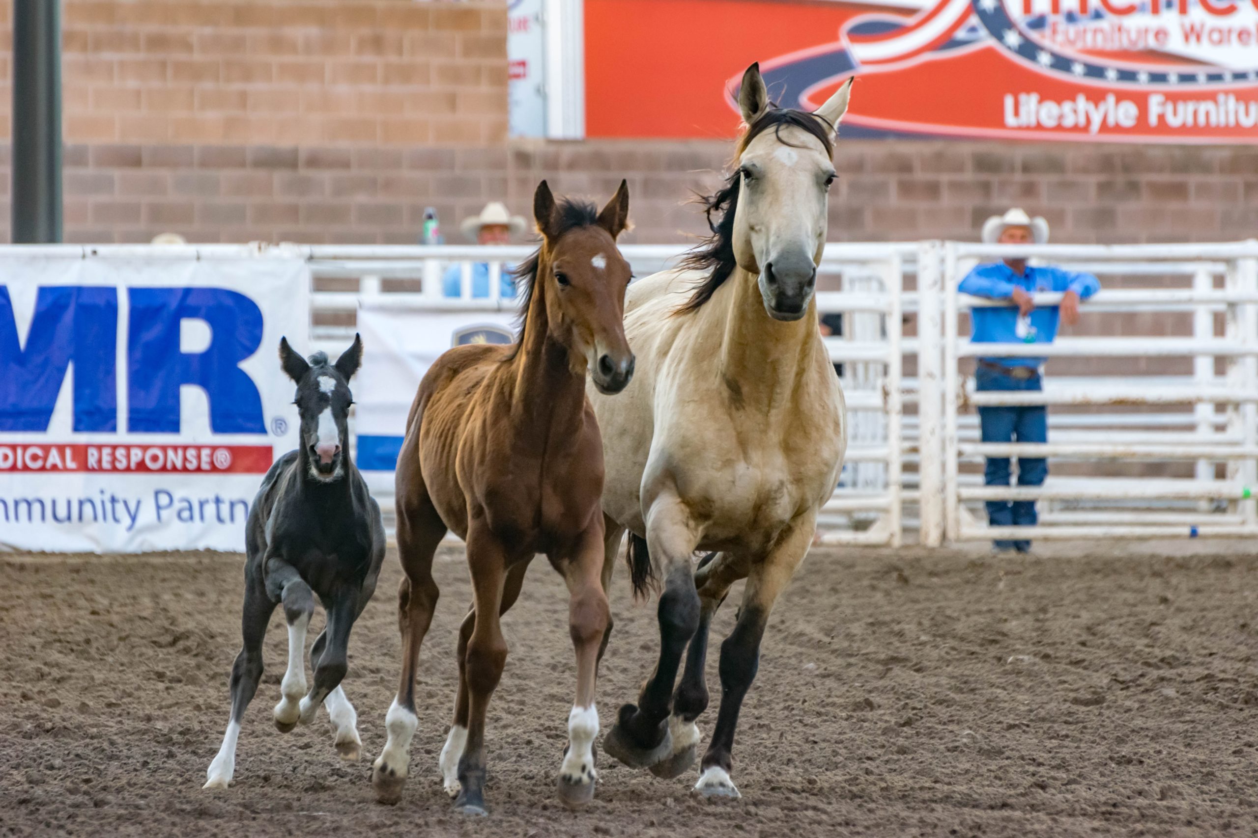 animals-cowboy-equine-foal-159889 (1)