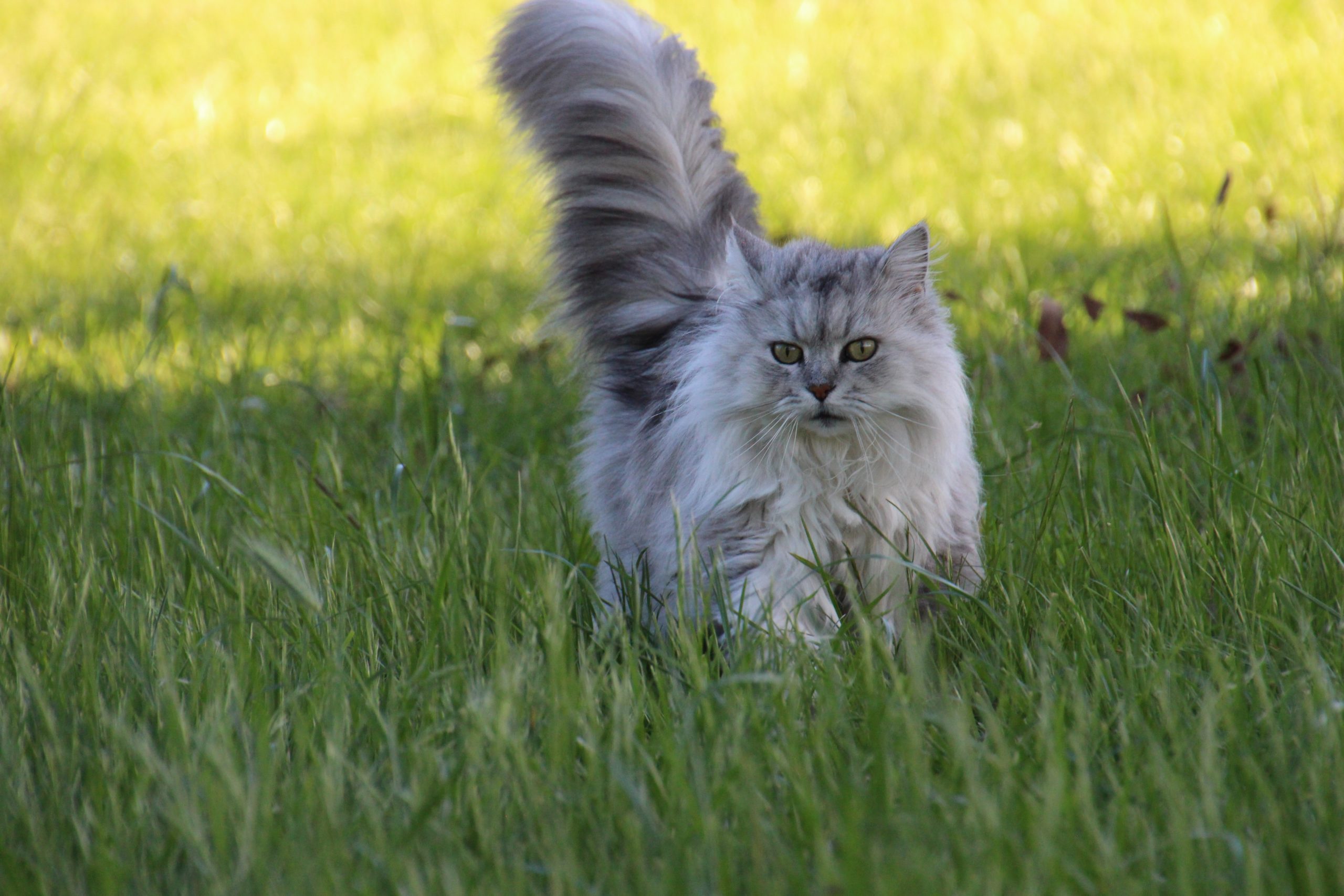 asian-semi-longhair-cat-on-grass-1296660
